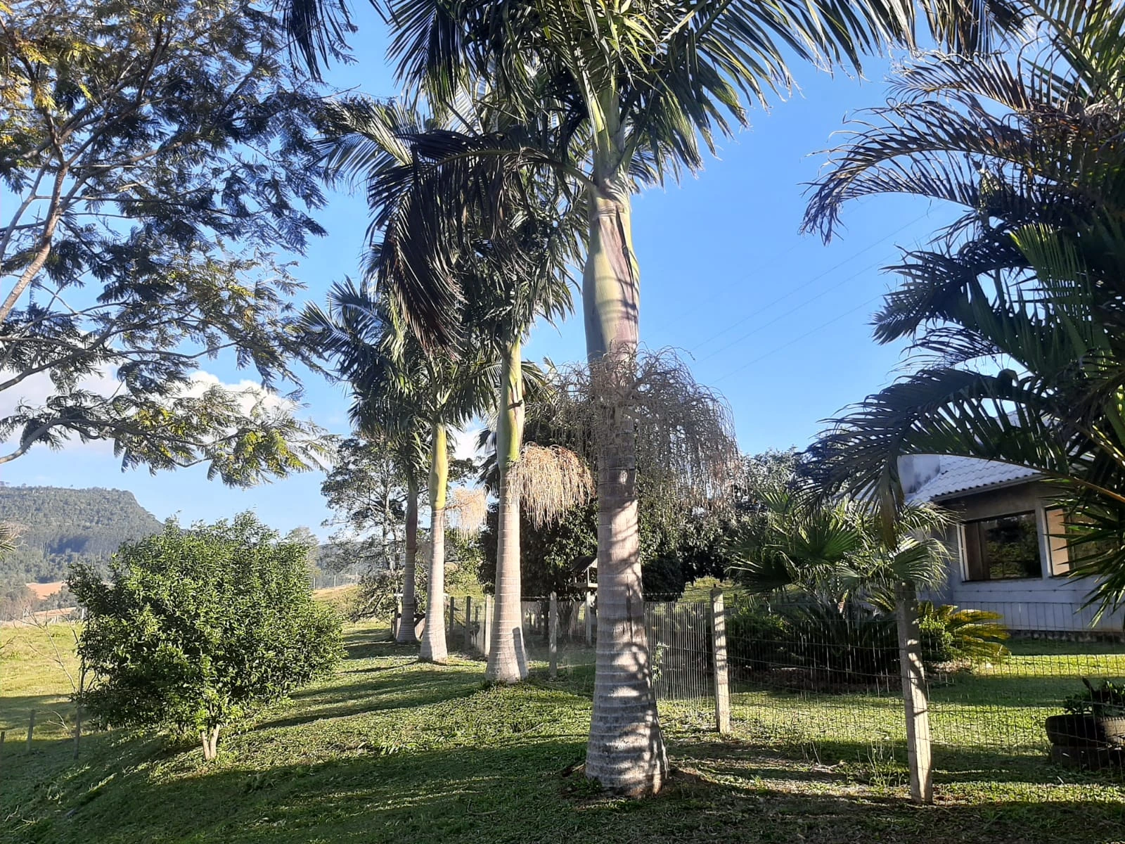 Palmeiras no jardim da propriedade