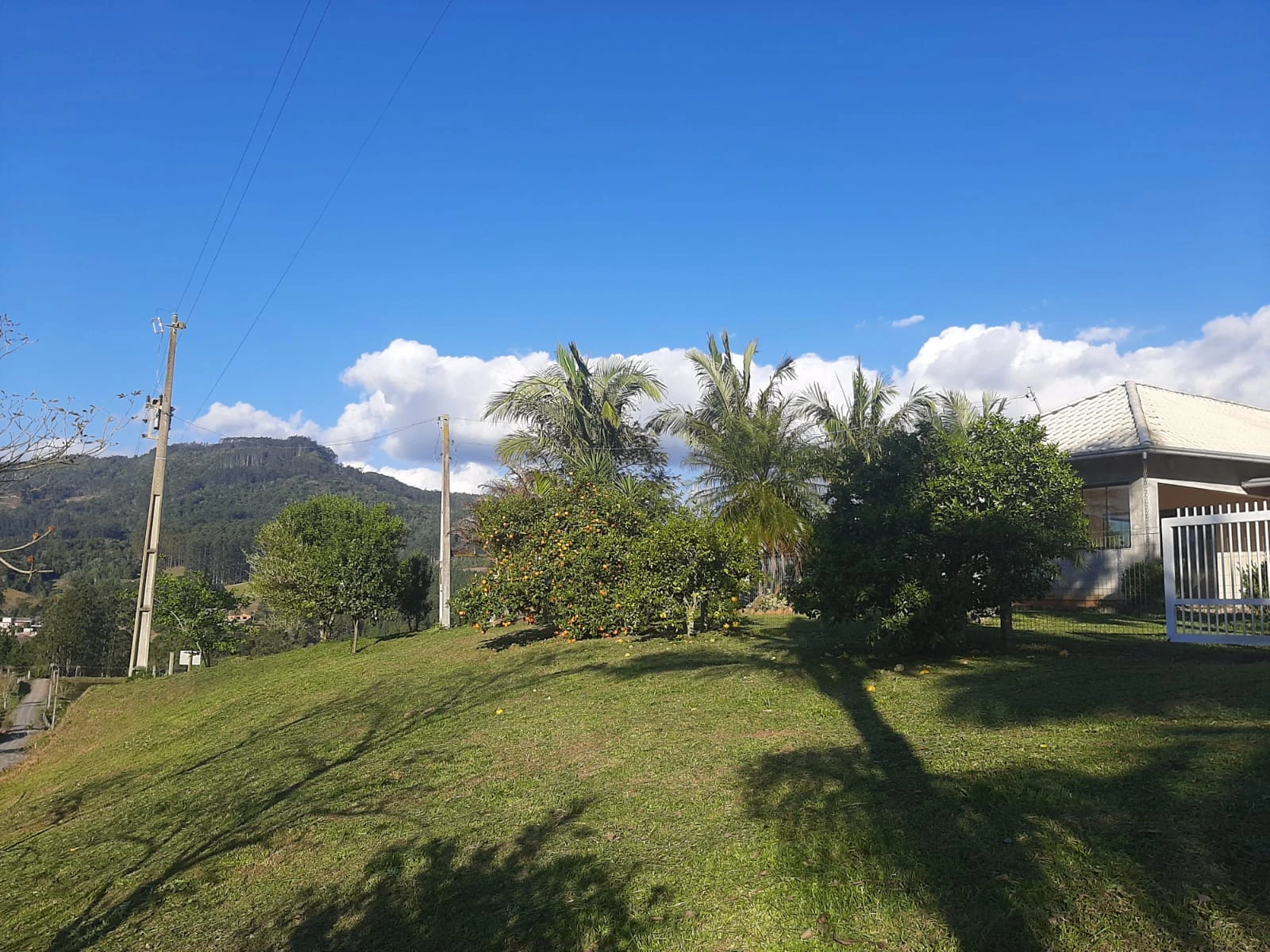Gramado com palmeiras ao lado da casa