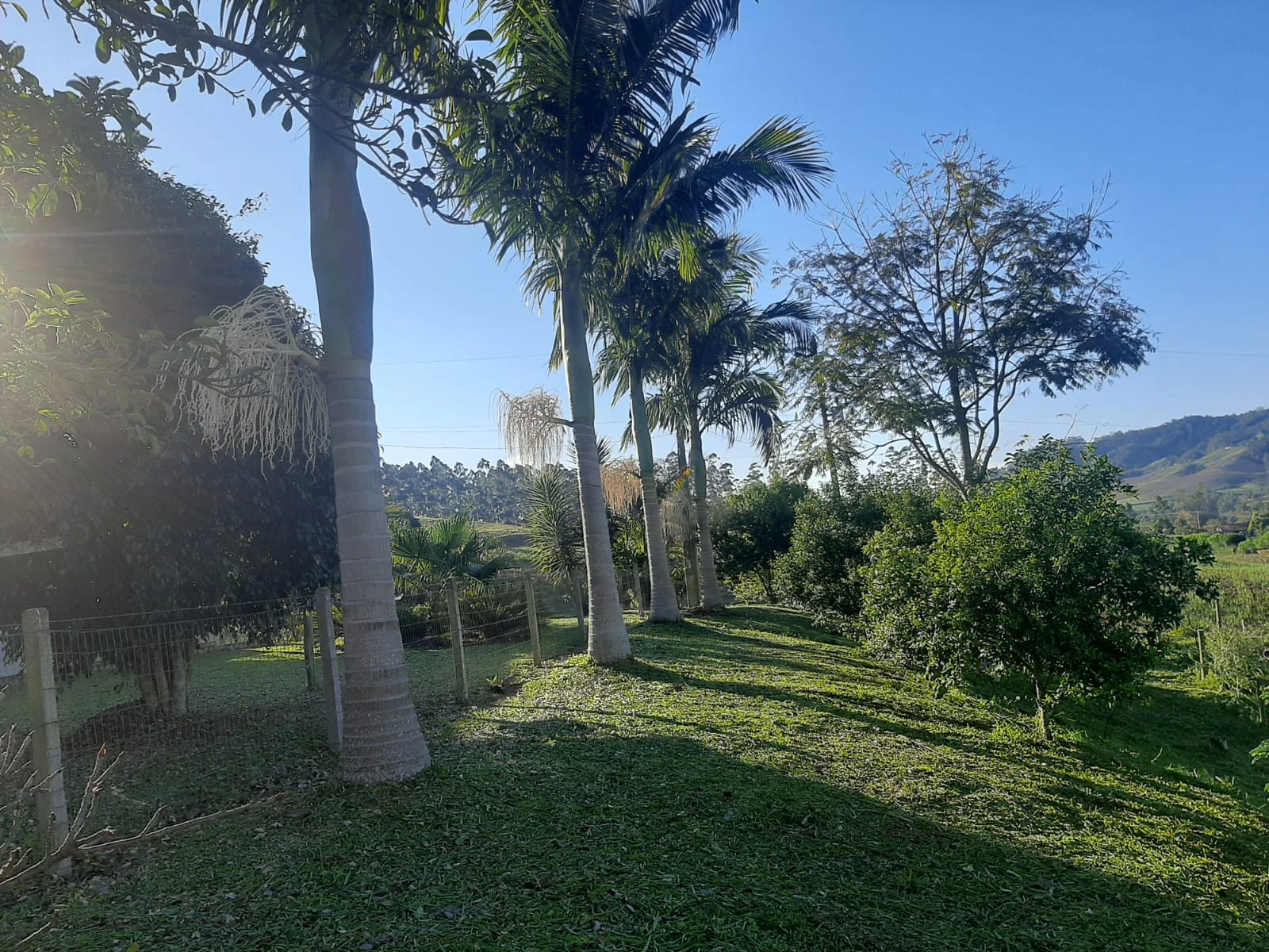 Árvores e palmeiras no jardim
