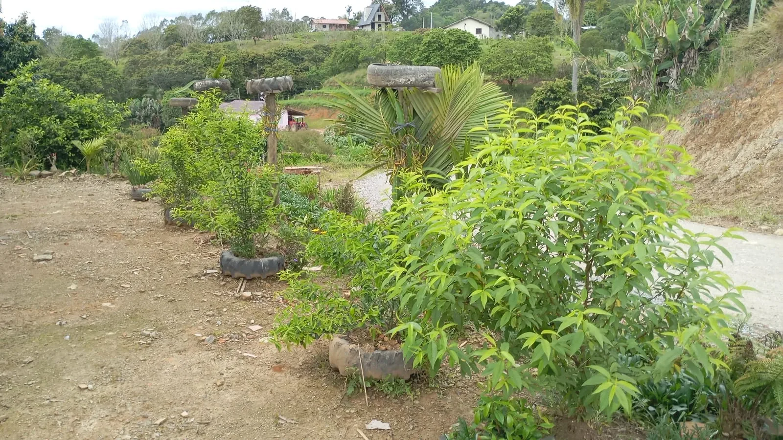 Jardim e frutiferas em Trivas, Presidente Nereu/SC