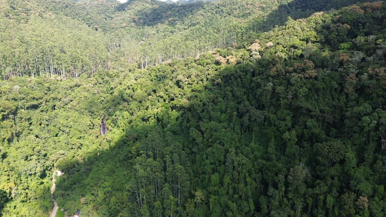 Vista ampla da cascata em meio à mata
