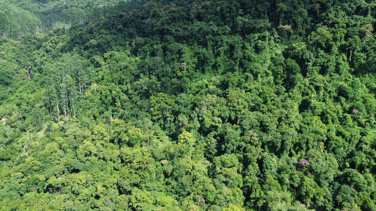 Cascata entre as árvores em vista aérea
