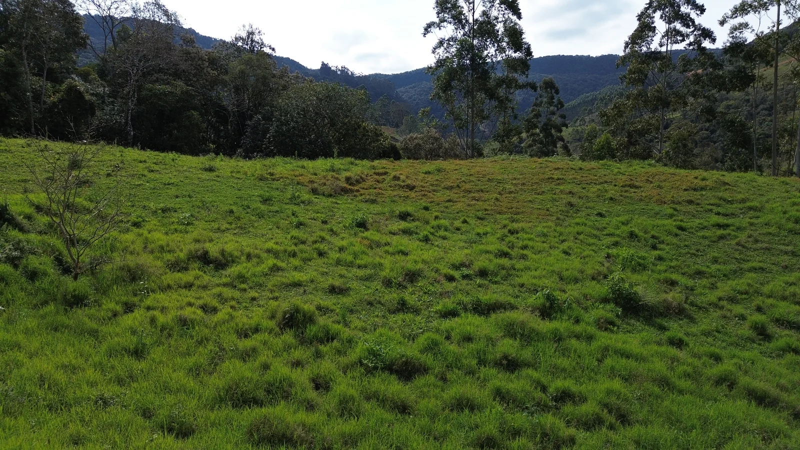 Área de pasto com reserva natural verde ao fundo