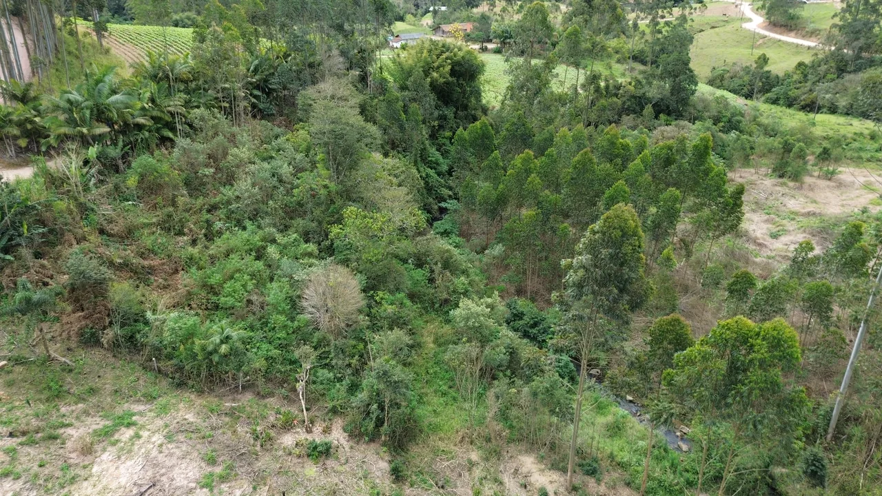 Vegetação e frutíferas em Alto Rio Novo, Apiúna/SC