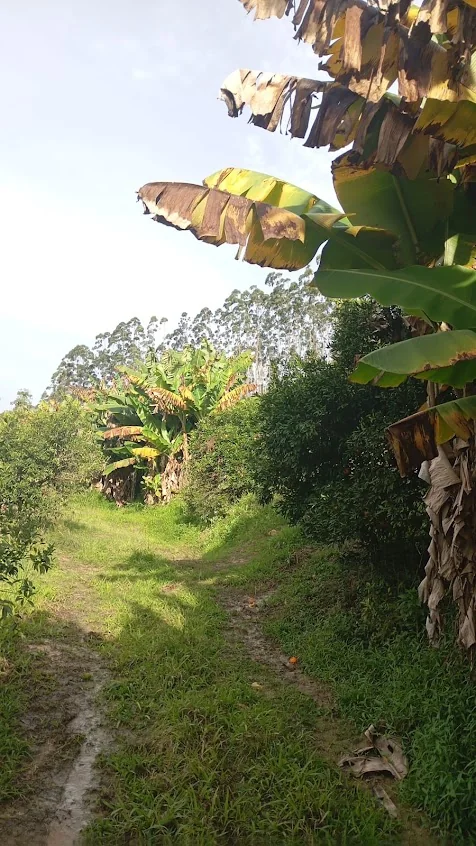 Área de plantio do terreno rural à venda em Apiúna/SC